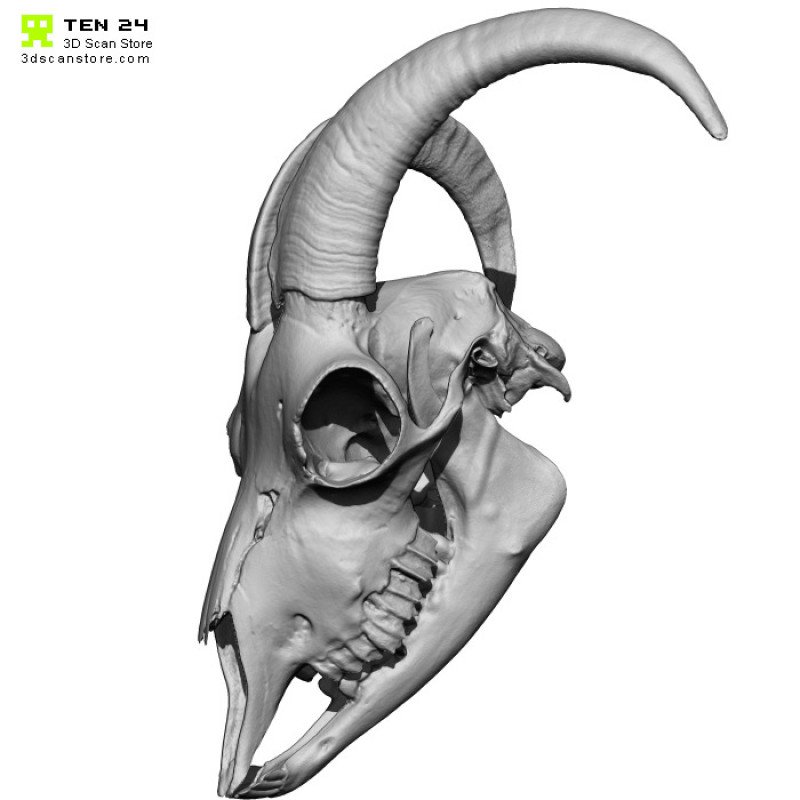 Goat Skull